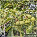 قیمت نهال گردو ژنوتیپ بذری