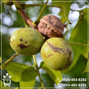 خرید نهال گردو ژنوتیپ بذری