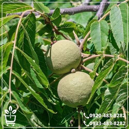 قیمت نهال گردو ژنوتیپ برتر