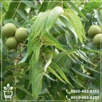 خرید نهال گردو ژنوتیپ برتر