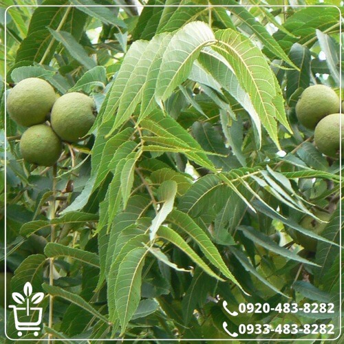 خرید نهال گردو ژنوتیپ برتر