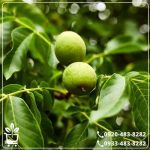 خرید نهال گردو ژنوتیپ نارون تیپ 3