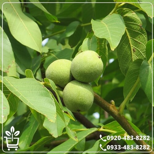 خرید نهال گردو ژنوتیپ نارون تیپ 4