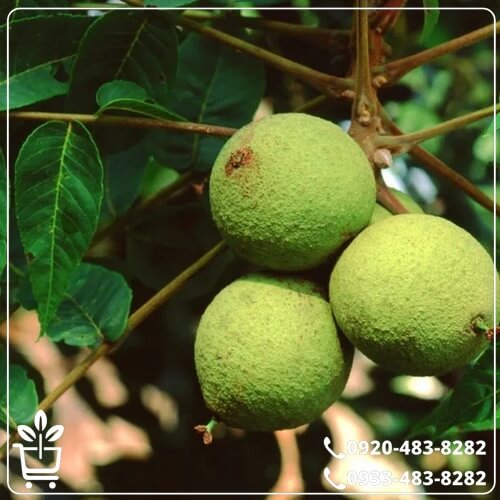 قیمت نهال گردو ژنوتیپ نارون تیپ 4