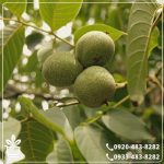 خرید نهال گردو ژنوتیپ نارون تیپ 7