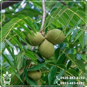 قیمت نهال گردو ژنوتیپ نارون تیپ 7