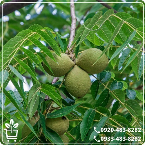 قیمت نهال گردو ژنوتیپ نارون تیپ 7