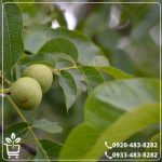 خرید نهال گردو ژنوتیپ نارون تیپ 9