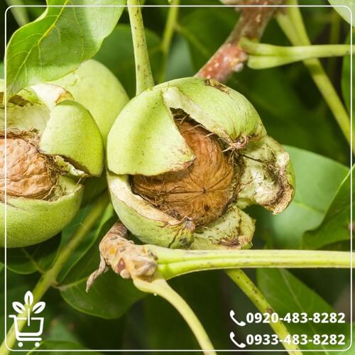 قیمت نهال گردو ژنوتیپ نارون تیپ 9