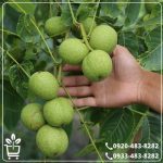 قیمت نهال گردو ژنوتیپ ناروَن