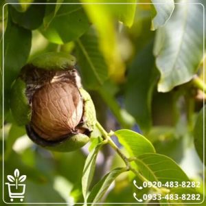 خرید نهال گردو ژنوتیپ ناروَن