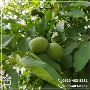 قیمت نهال گردو ژنوتیپ پیوندی