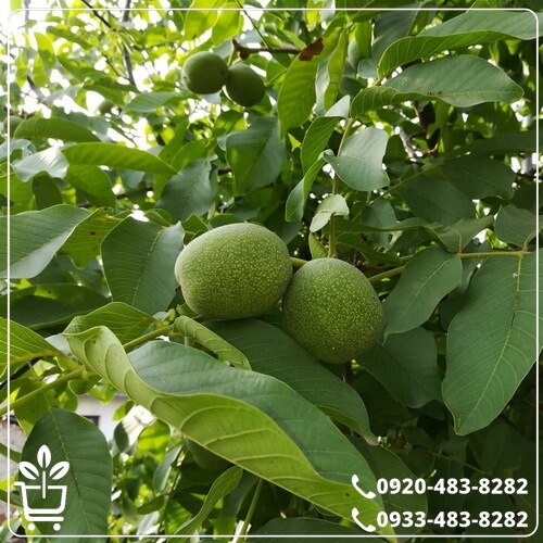 قیمت نهال گردو ژنوتیپ پیوندی