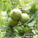 خرید نهال گردو ژنوتیپ پیوندی