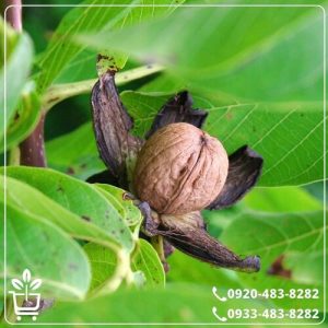 قیمت نهال گردو کاغذی