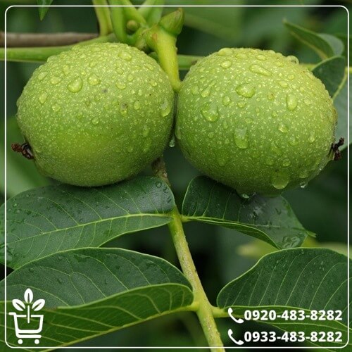 خرید نهال گردو کاغذی