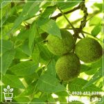 قیمت نهال گردو کانادایی