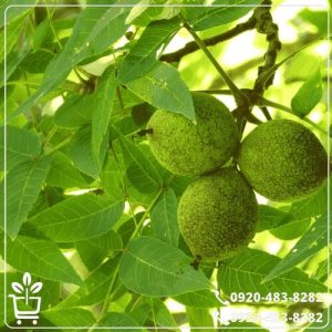 قیمت نهال گردو کانادایی