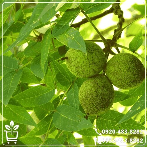 قیمت نهال گردو کانادایی