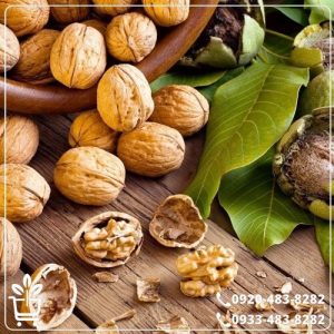 خرید نهال گردو کانادایی