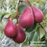 قیمت نهال گلابی آنجو