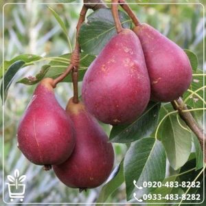 قیمت نهال گلابی آنجو