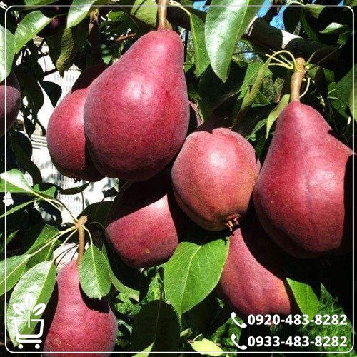 خرید نهال گلابی آنجو