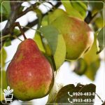 خرید نهال گلابی اسپادانا