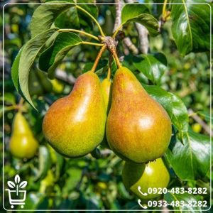 قیمت نهال گلابی اسپادانا