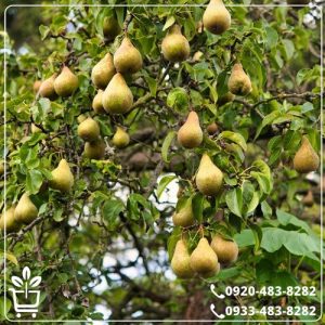 خرید نهال گلابی بوره بوتس