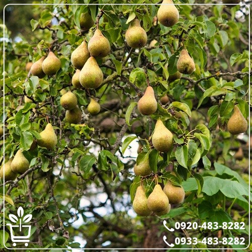 خرید نهال گلابی بوره بوتس