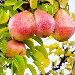 آبیاری نهال گلابی بیروتی