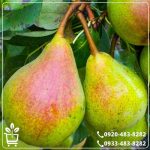 خرید نهال گلابی بیروتی