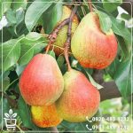 قیمت نهال گلابی بیروتی