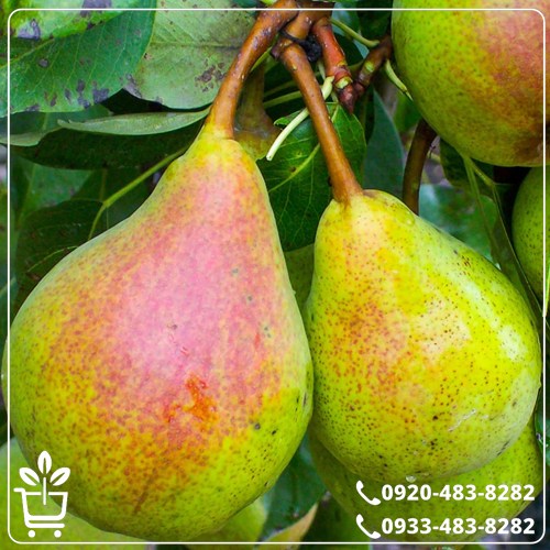 خرید نهال گلابی بیروتی