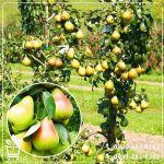 قیمت نهال گلابی تک شاخ