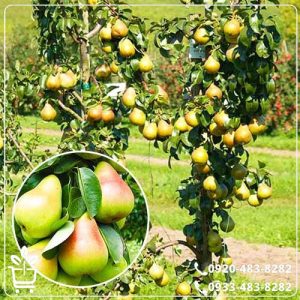 قیمت نهال گلابی تک شاخ