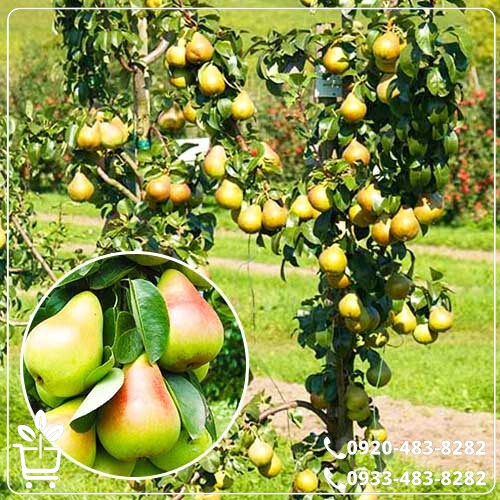 قیمت نهال گلابی تک شاخ