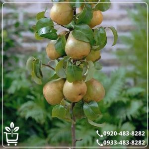 خرید نهال گلابی تک شاخ