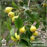 قیمت نهال گلابی جنگلی