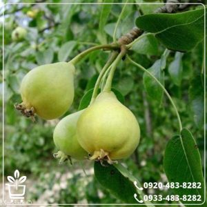 خرید نهال گلابی جنگلی