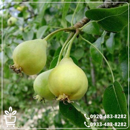 خرید نهال گلابی جنگلی