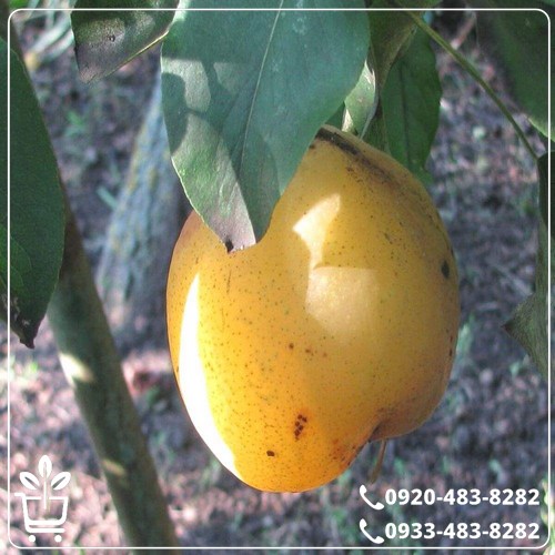 خرید نهال گلابی درگزی