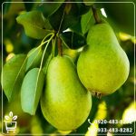 قیمت نهال گلابی سردرودی