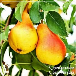 خرید نهال گلابی شاه میوه