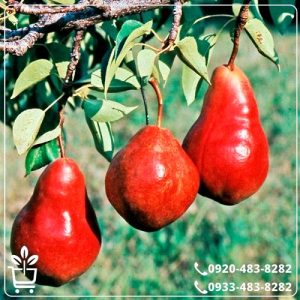 قیمت نهال گلابی فورل