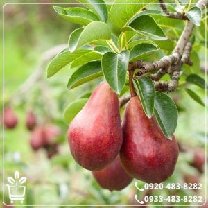 خرید نهال گلابی فورل