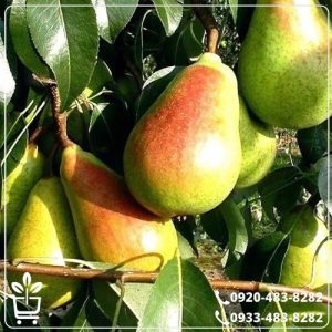 خرید نهال گلابی ویلیام دوشیز