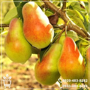 قیمت نهال گلابی ویلیام دوشیز