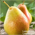 قیمت نهال گلابی کوشیا